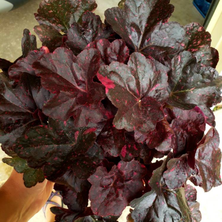 Plant image Heuchera 'Midnight Rose'