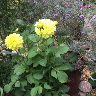 Jennifer's garden