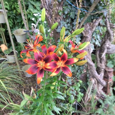 Jennifer's garden