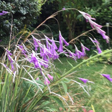 Jennifer's garden