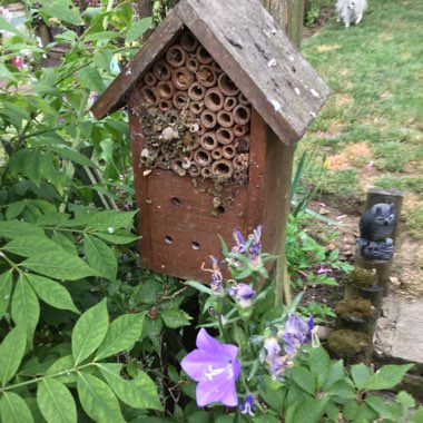Jennifer's garden