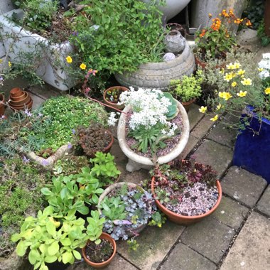 Jennifer's garden