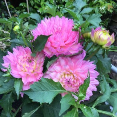 Jennifer's garden