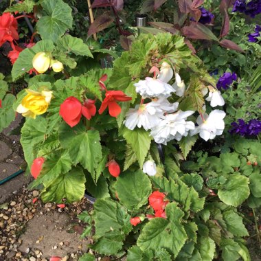 Jennifer's garden