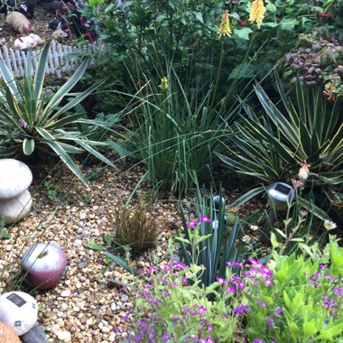 Jennifer's garden
