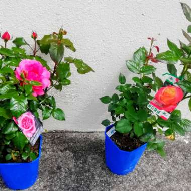 Rosa 'Special Anniversary'