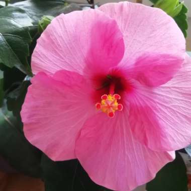 Tropical Hibiscus