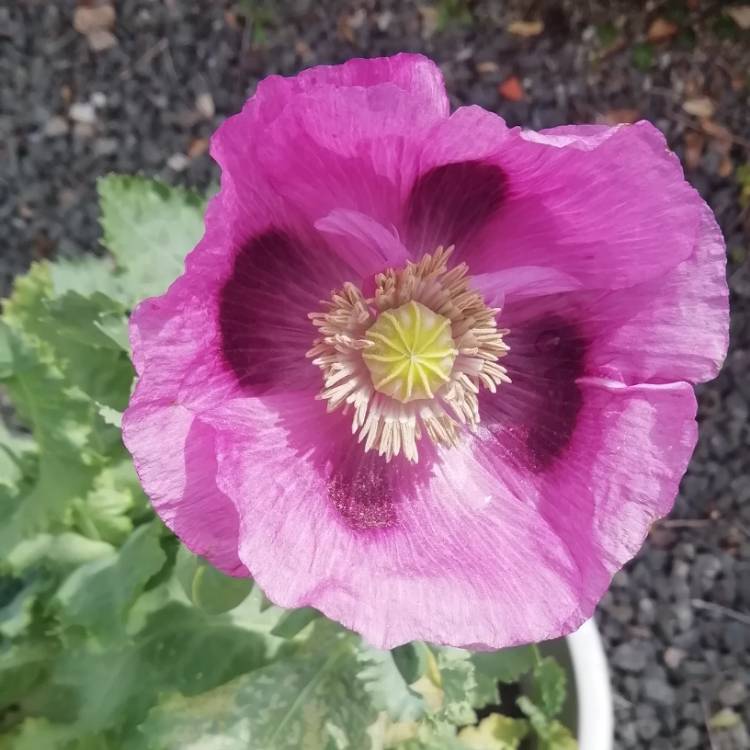 Plant image Papaver somniferum 'Purple Passion'