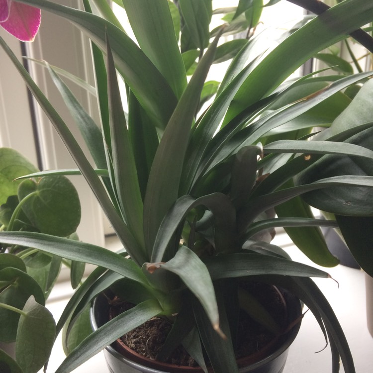plant image 1011974