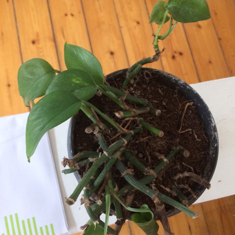 plant image 1011980