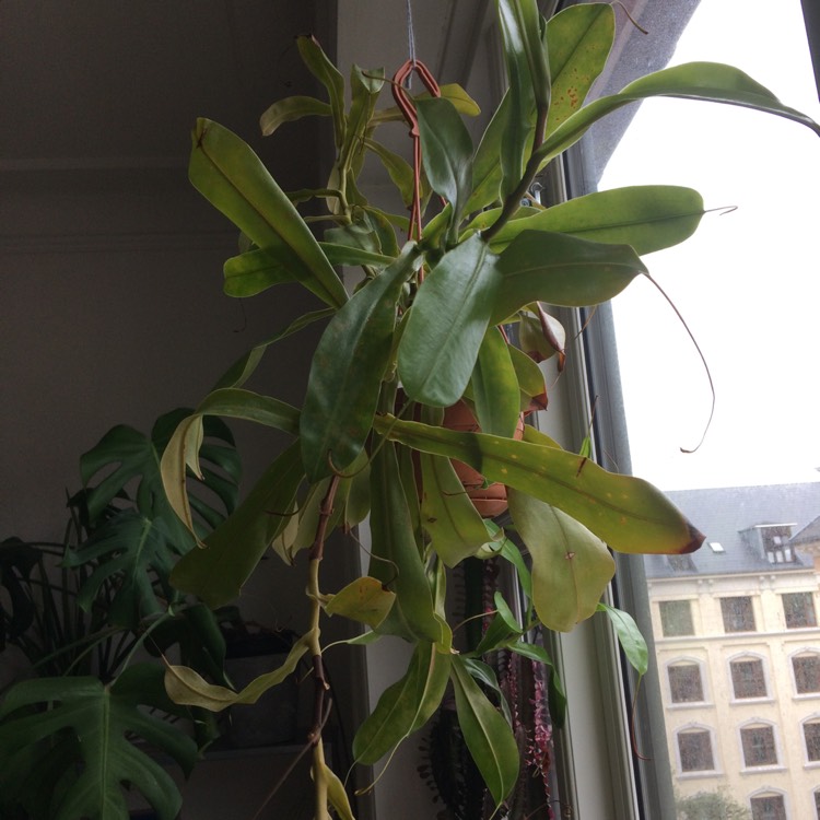 plant image 1012003