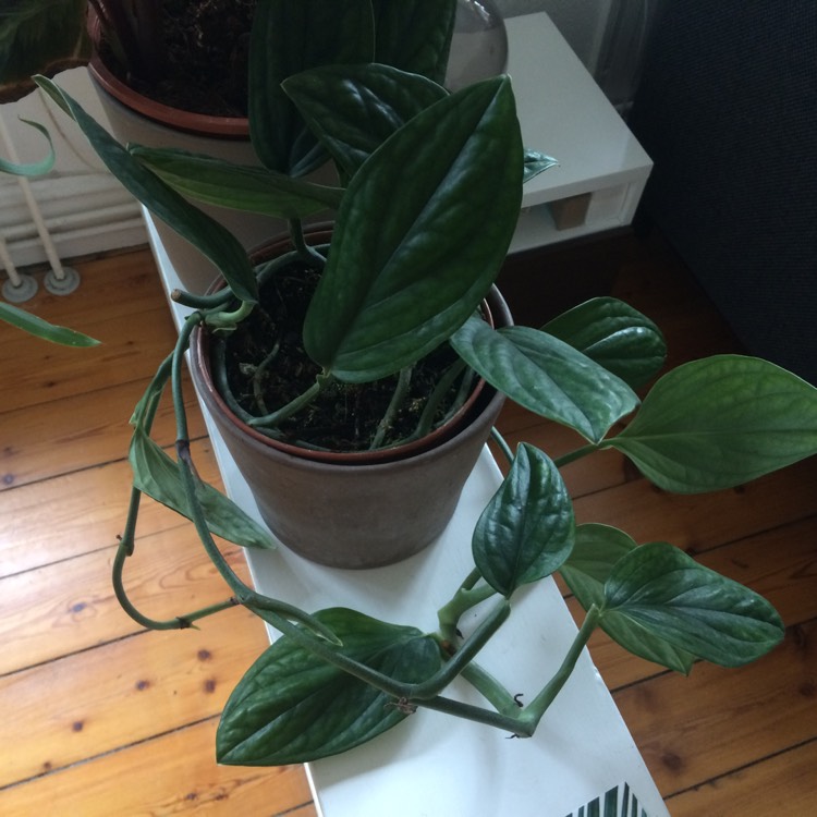 plant image 1012015