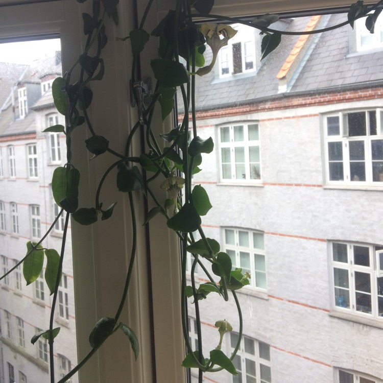 plant image 1012761