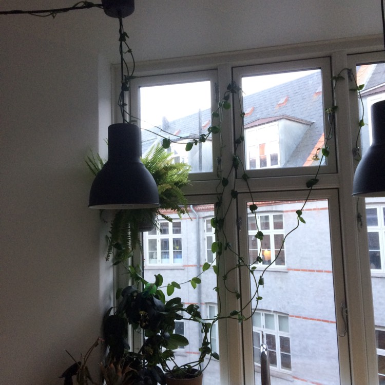 plant image 1014460