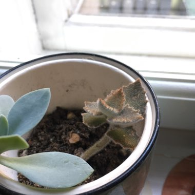 Jennifer's garden