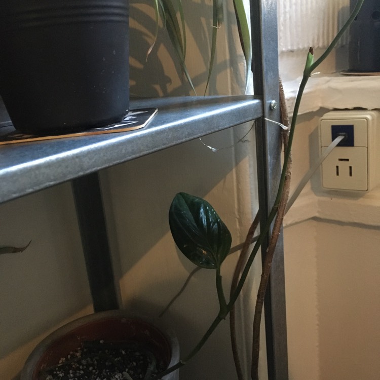 plant image 1284824
