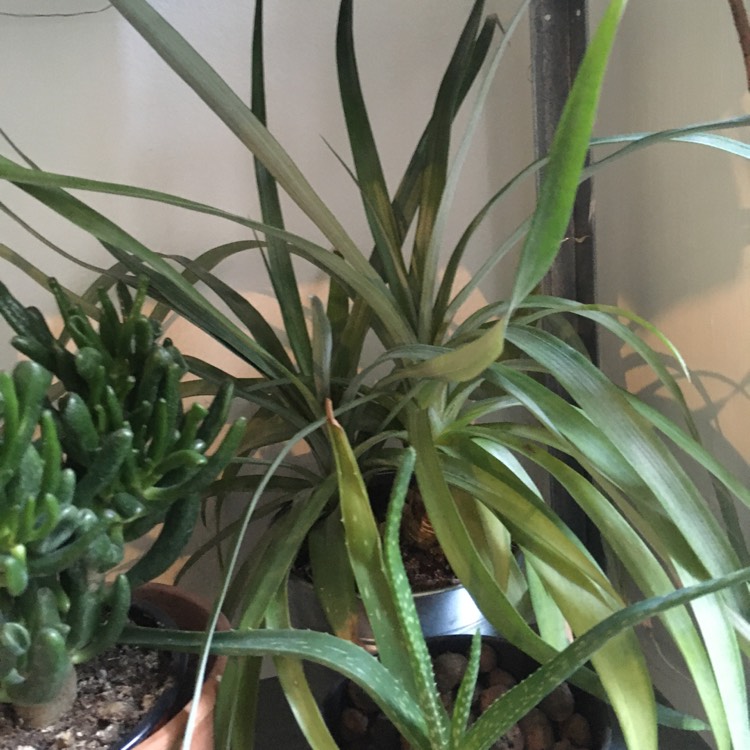 plant image 1284827