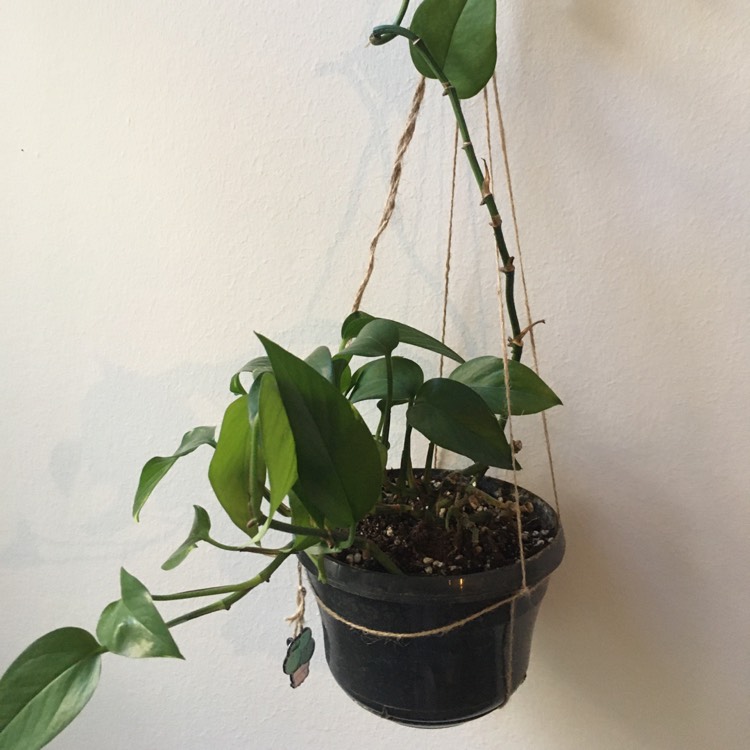 plant image 1284828