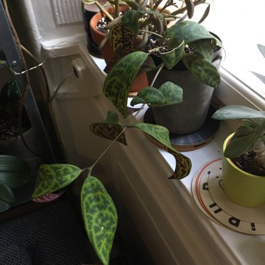 Lipstick Plant 'Black Pagoda'