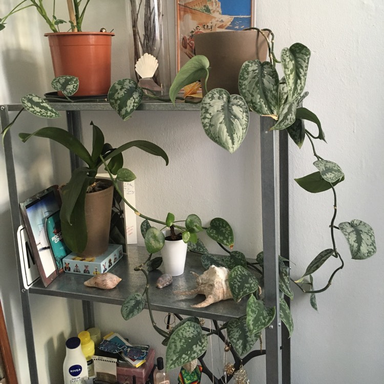 plant image 1284832