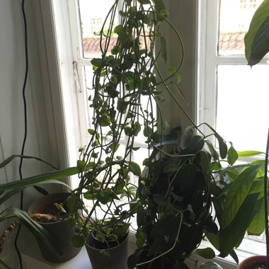 Parachute Plant