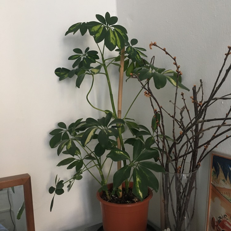 plant image 1284837