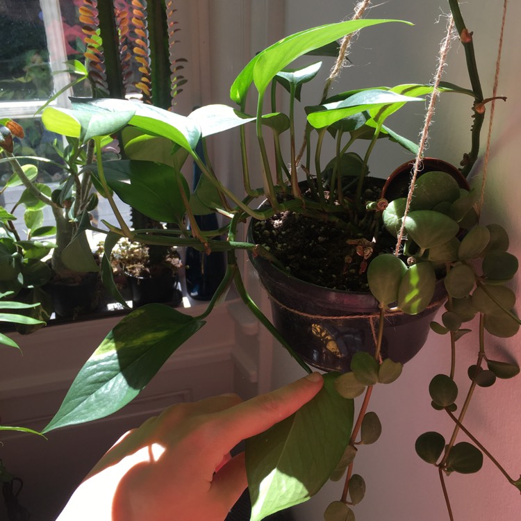 plant image 1339239