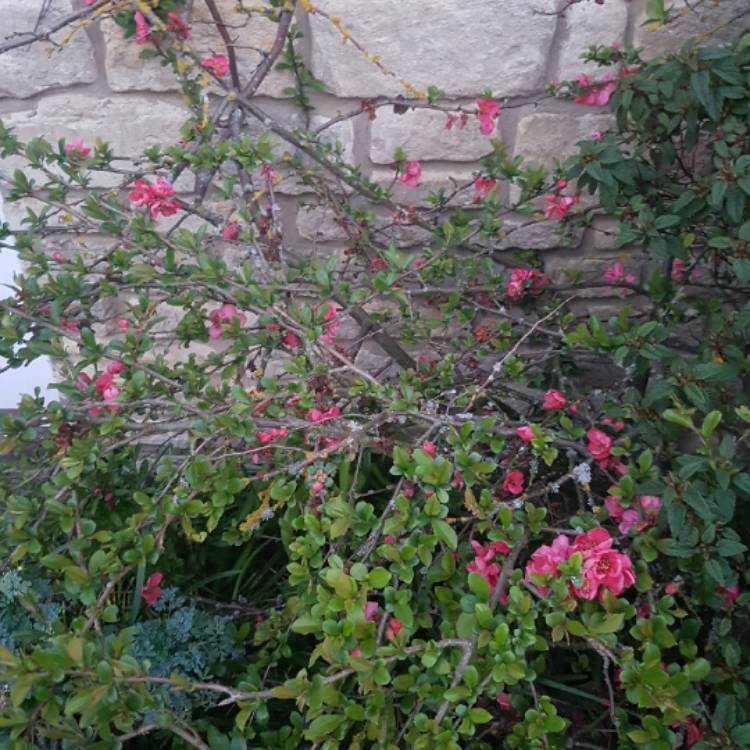 Plant image Chaenomeles