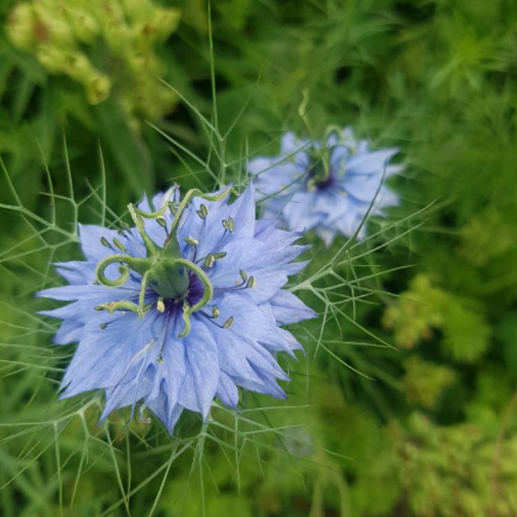 plant image 724507