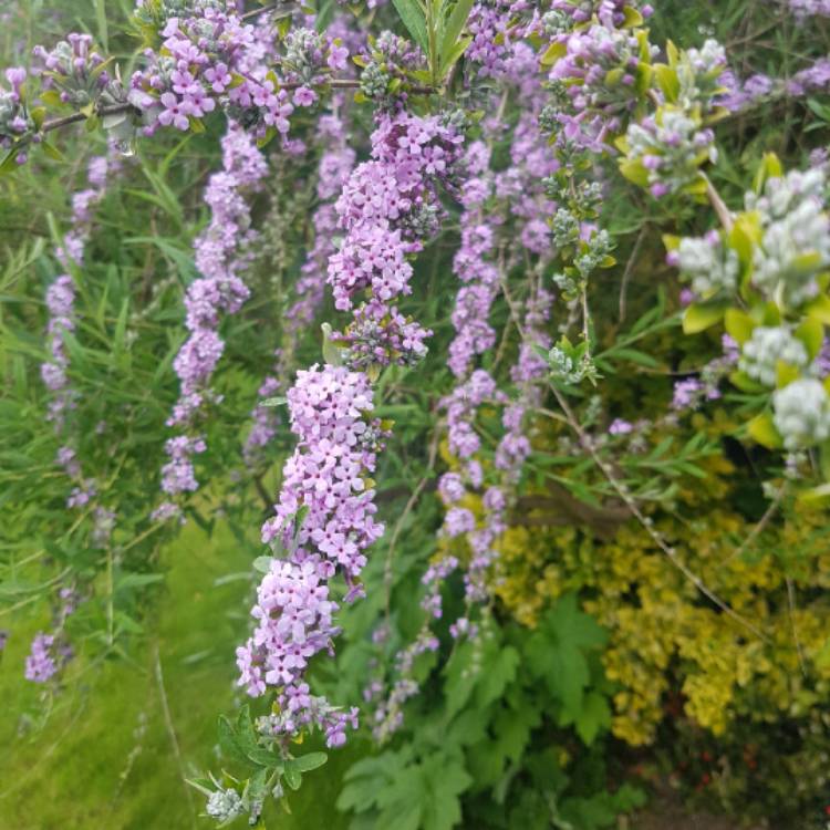 Plant image Buddleja alternifolia