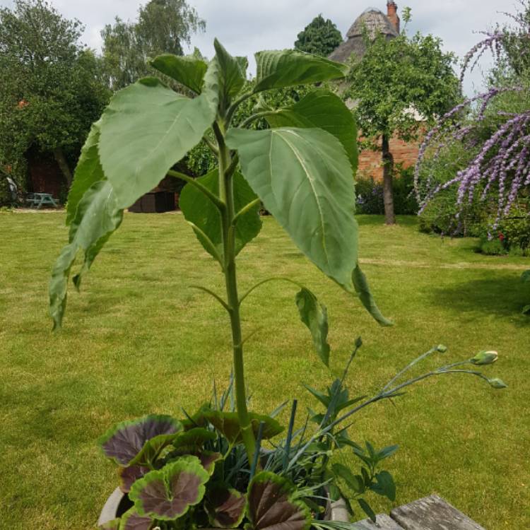 plant image 744204
