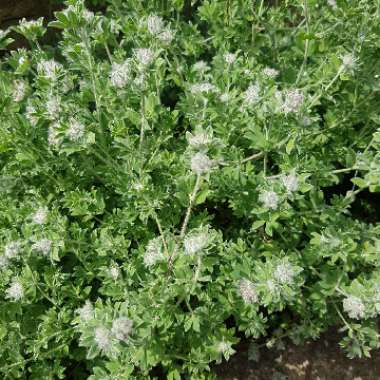 Hairy Canary Clover