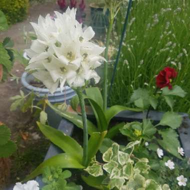 Chincherinchee