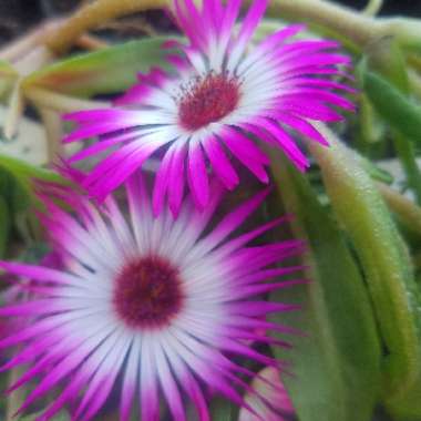 Livingstone Daisy