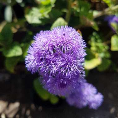 Floss Flower