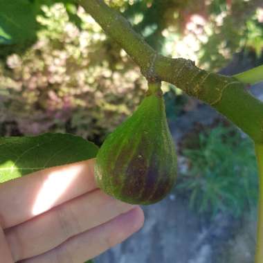 Fig