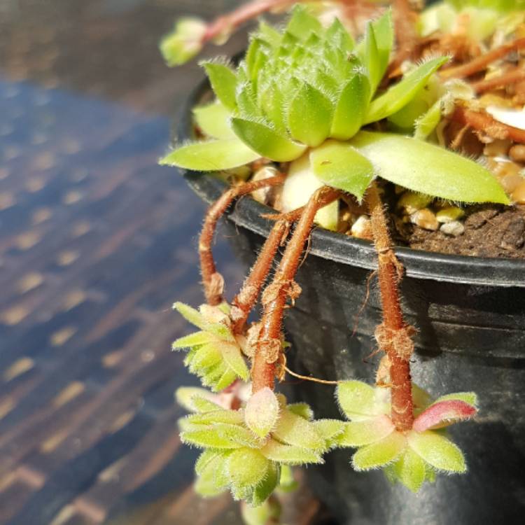 plant image 763711