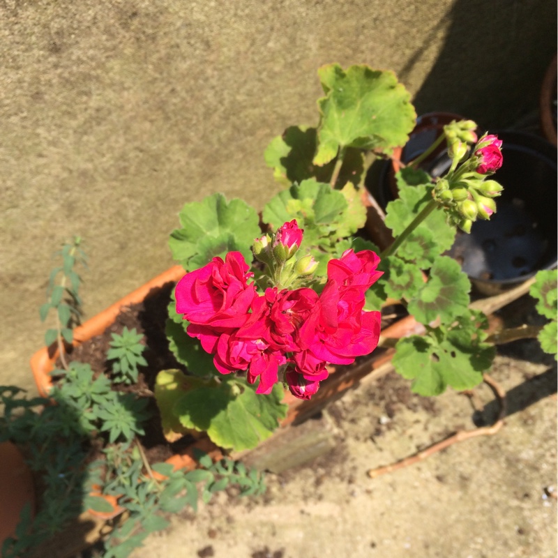 Pelargonium (Geranium)