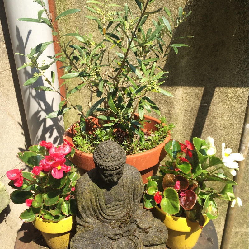 Jenn's garden
