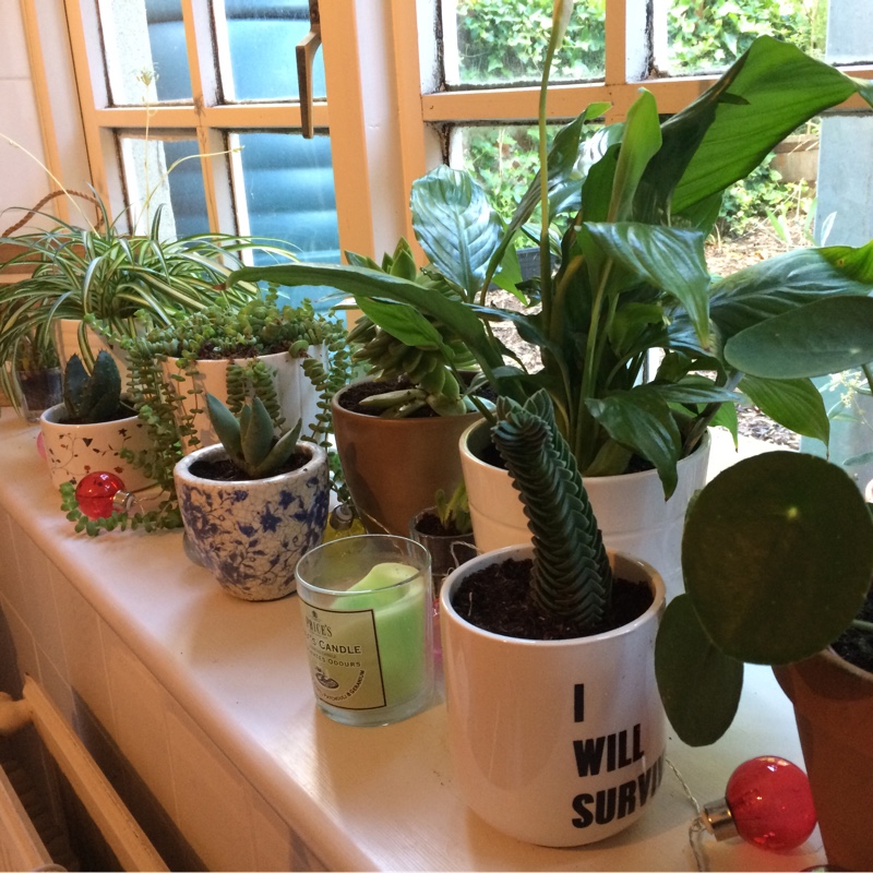 Jenn's garden