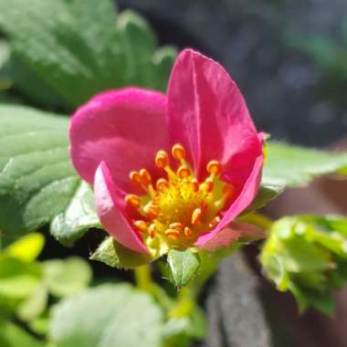 Fragaria x ananassa