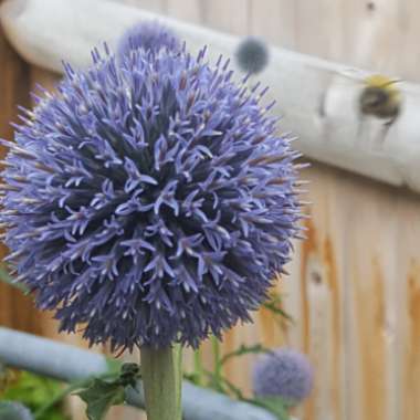 Echinops sphaerocephalus 'Arctic Glow'