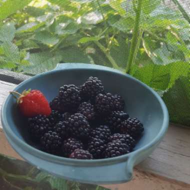 Rubus fruticosus