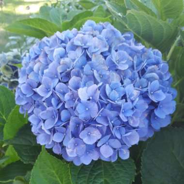 Hydrangea macrophylla 'Brestenburg'
