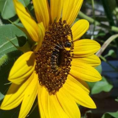 Helianthus annuus