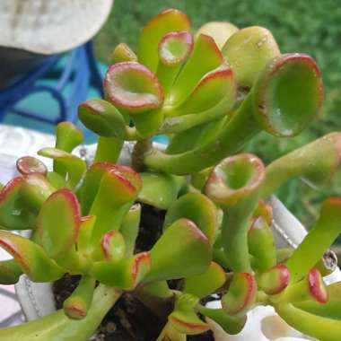 Crassula ovata 'Gollum'
