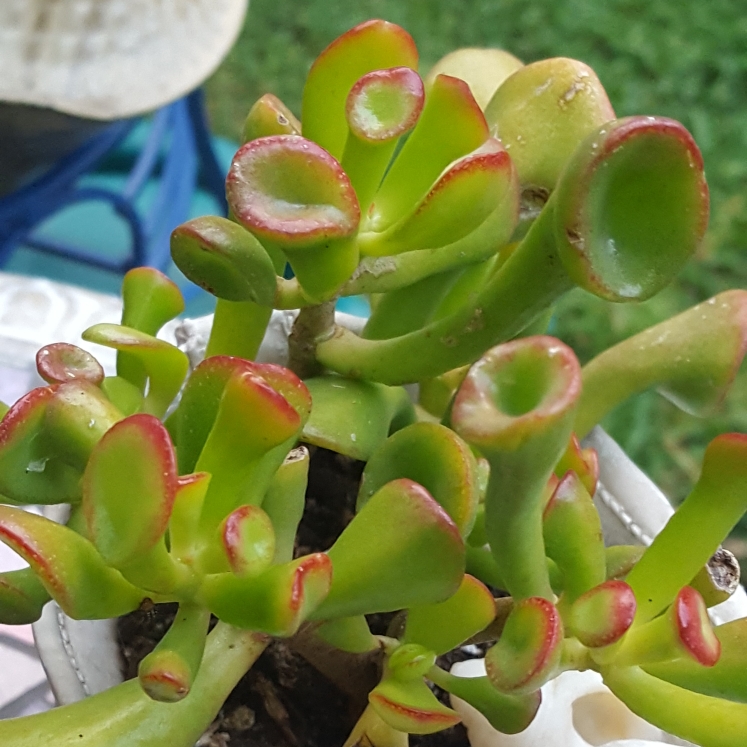 plant image 1159229