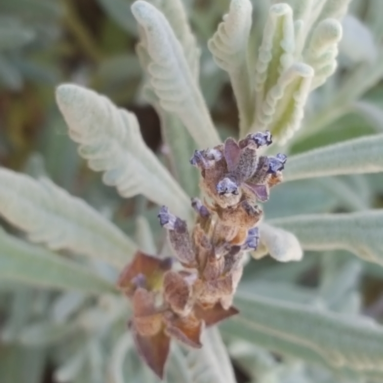 Plant image Lavandula x intermedia 'Provence'