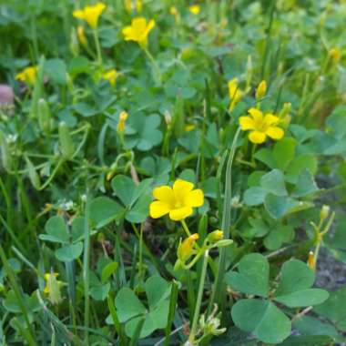 Oxalis stricta