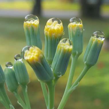 Senecio kleiniiformis